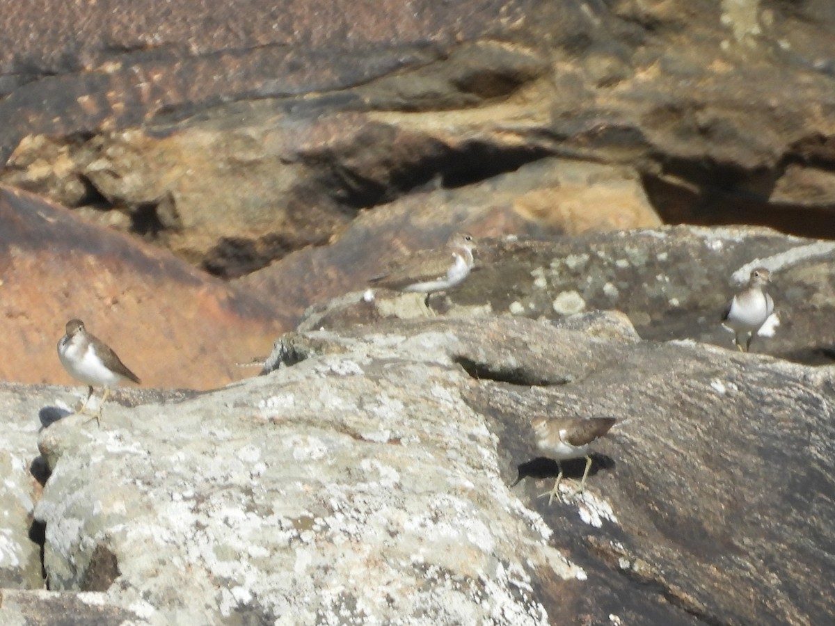 Перевозчик - ML646741398