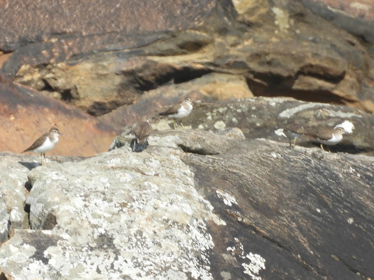 Перевозчик - ML646741400