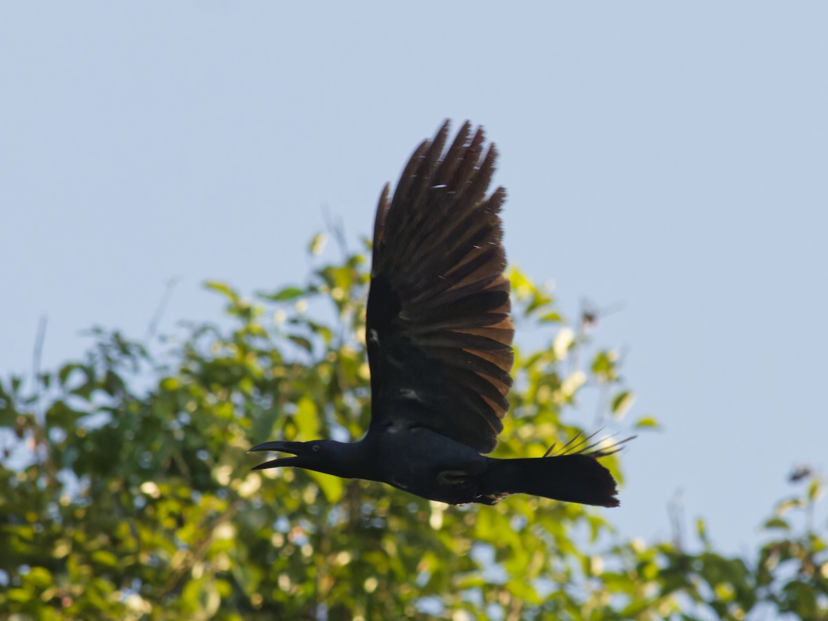 Ворона молуцька - ML646741401