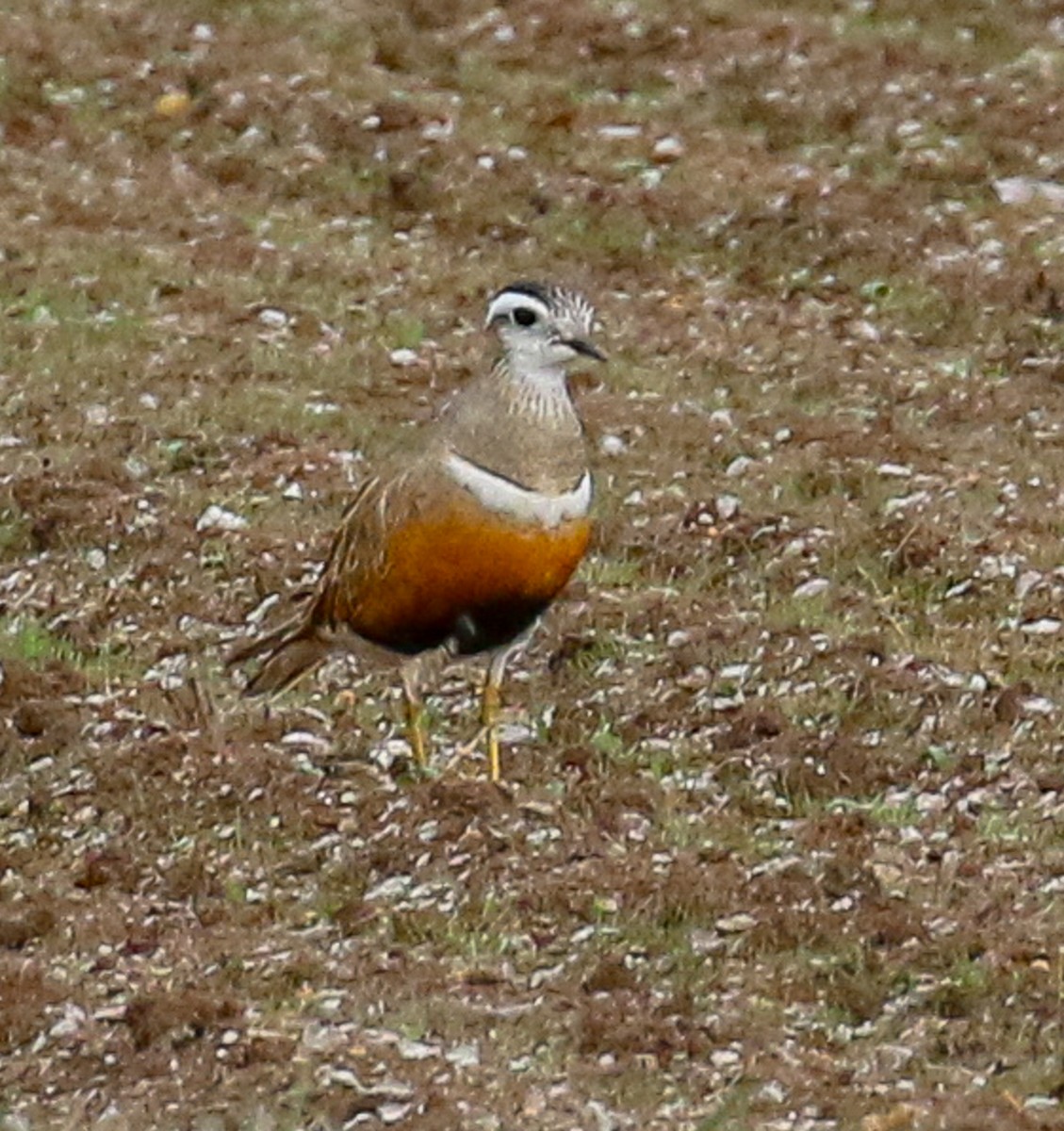 Eurasian Dotterel - ML646741402