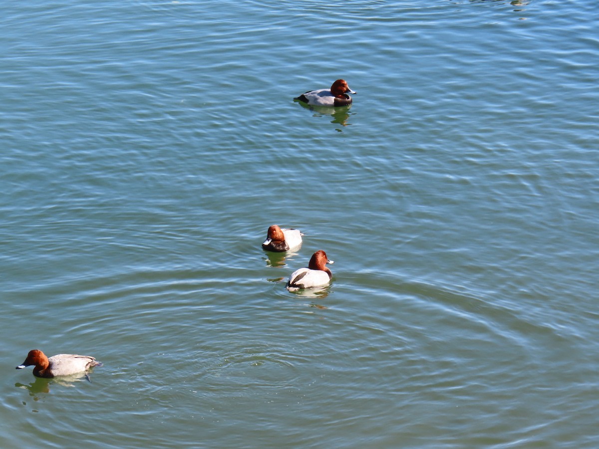 Murgilari arrunta - ML646741403