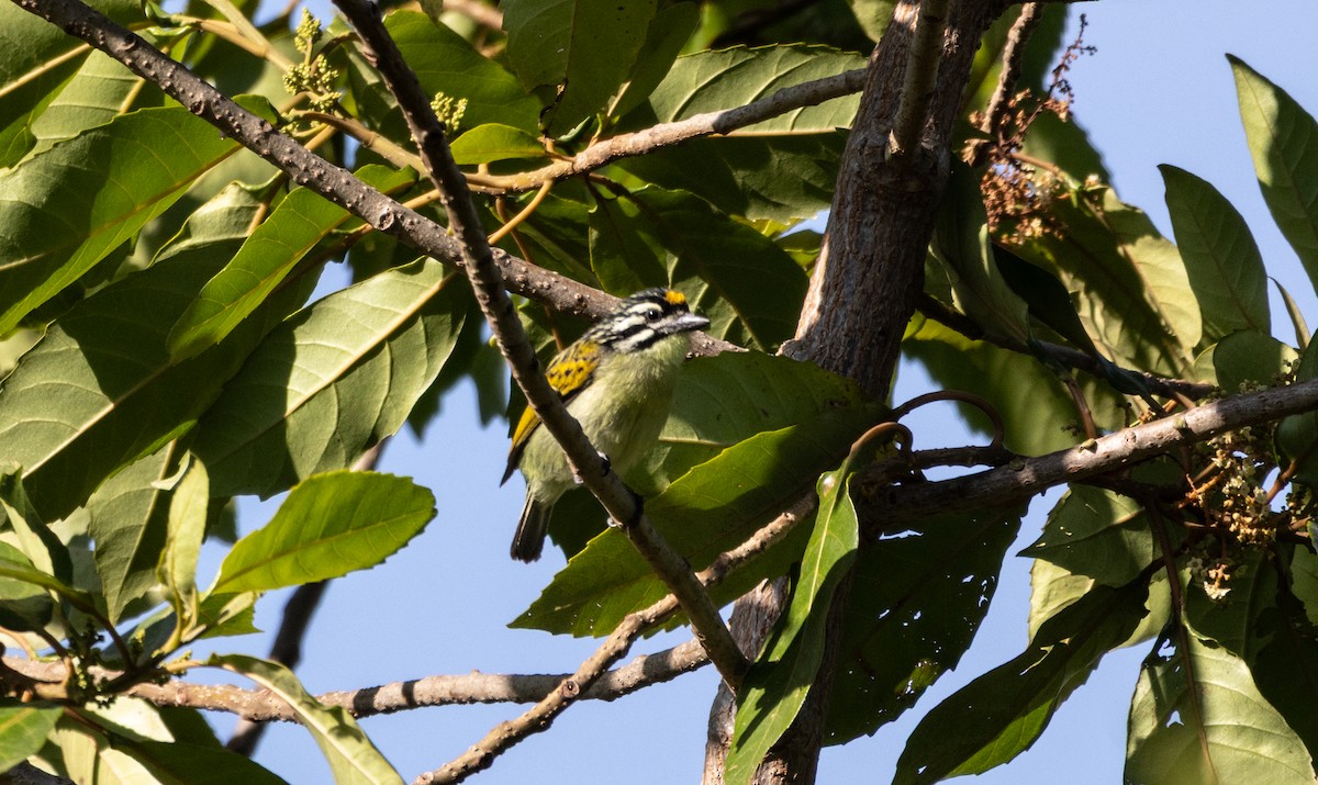 vousáček zlatočelý - ML646741409