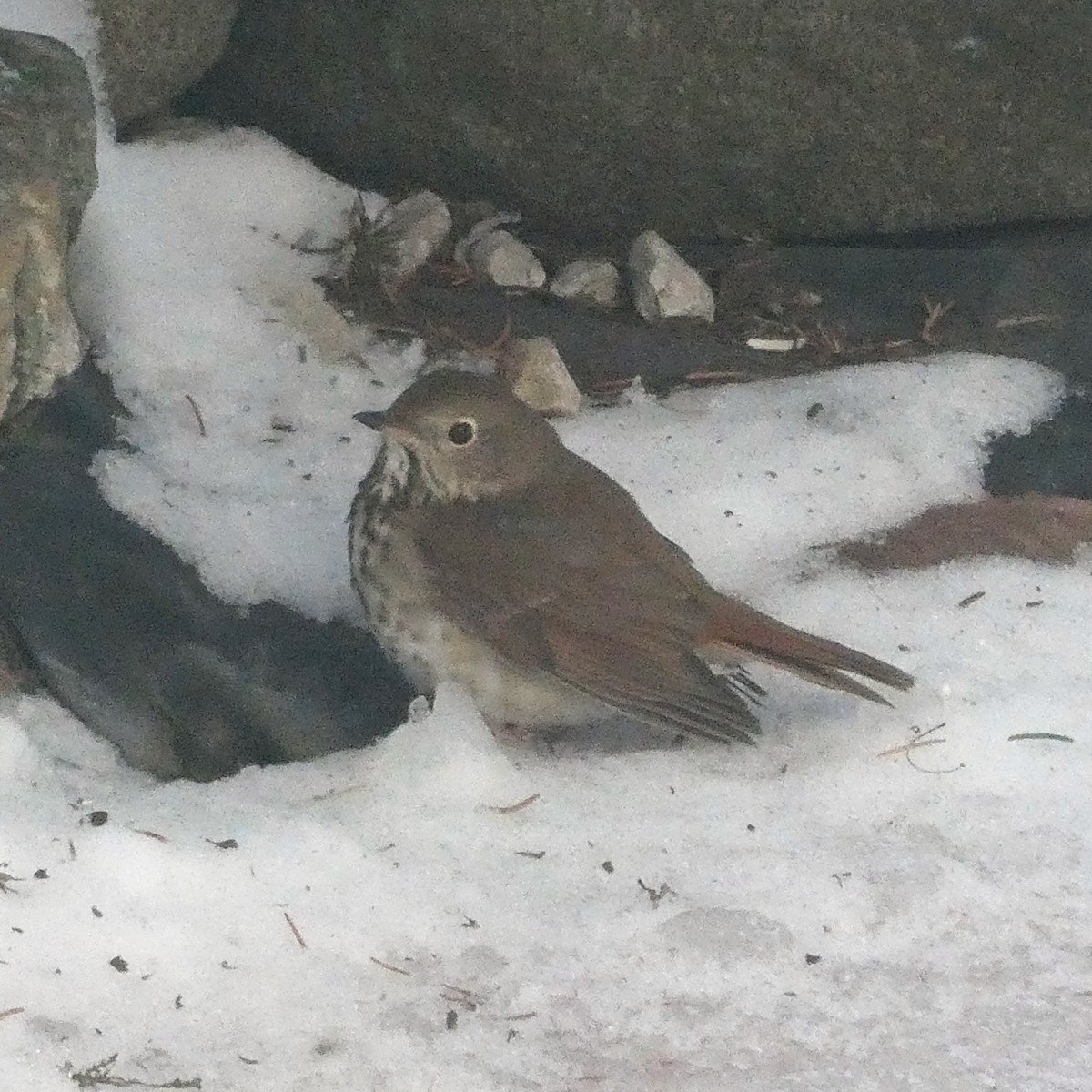 Hermit Thrush - ML646741410