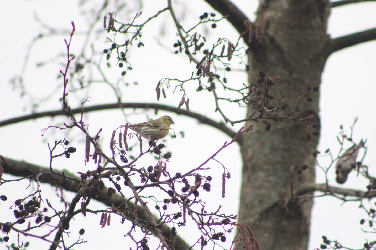 Eurasian Siskin - ML646741411
