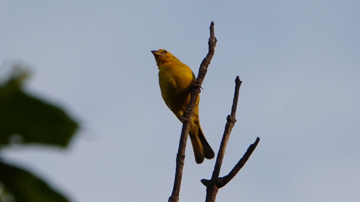 Saffron Finch - ML646741412