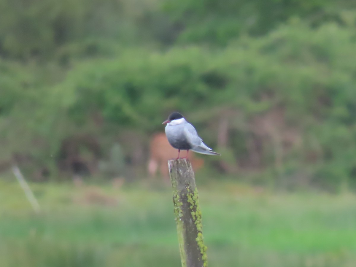 Whiskered Tern - ML646741413