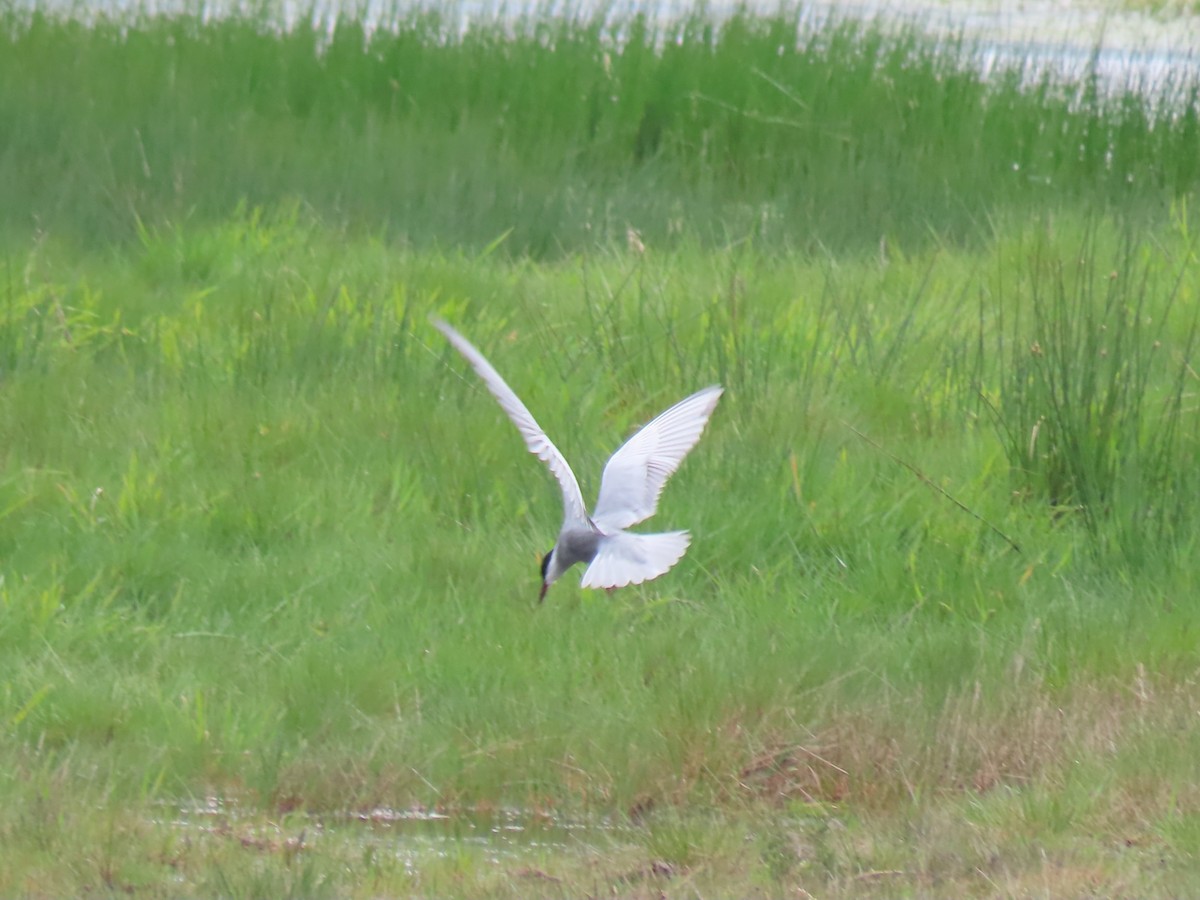 Whiskered Tern - ML646741414