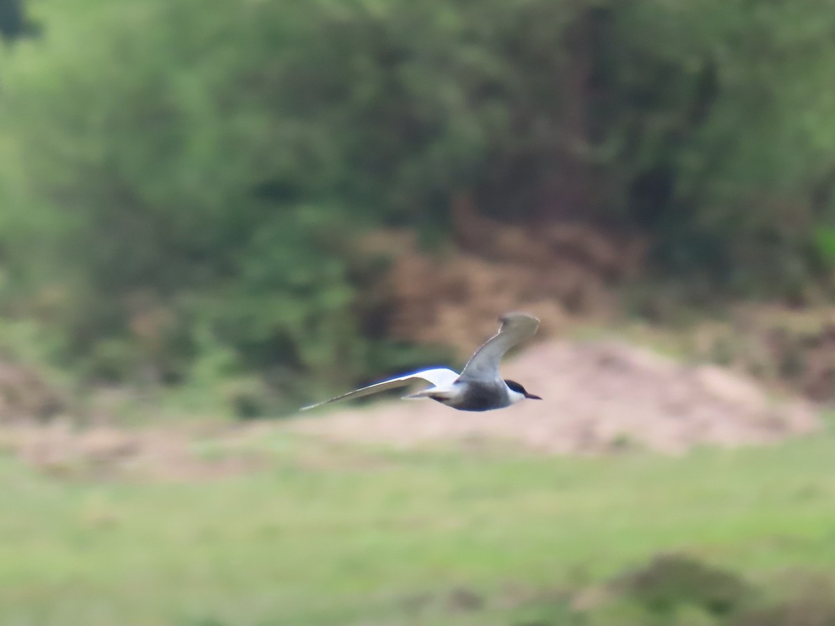 Whiskered Tern - ML646741415