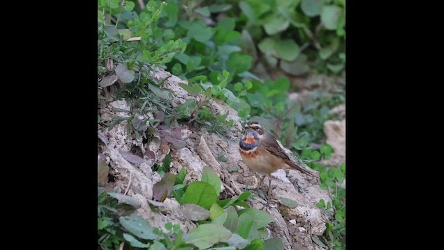 כחול חזה - ML646741416