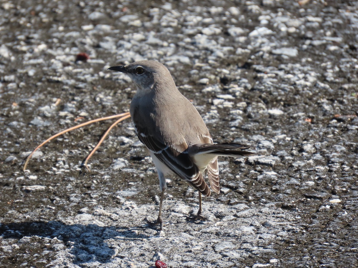 Northern Mockingbird - ML646741417