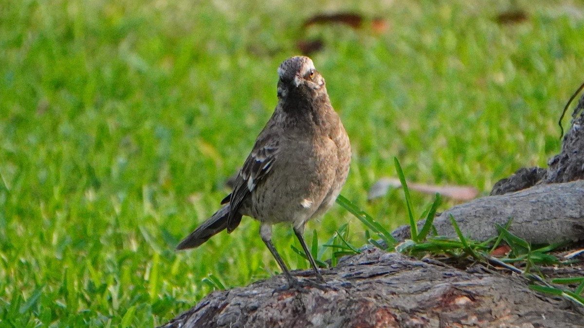 Long-tailed Mockingbird - ML646741418