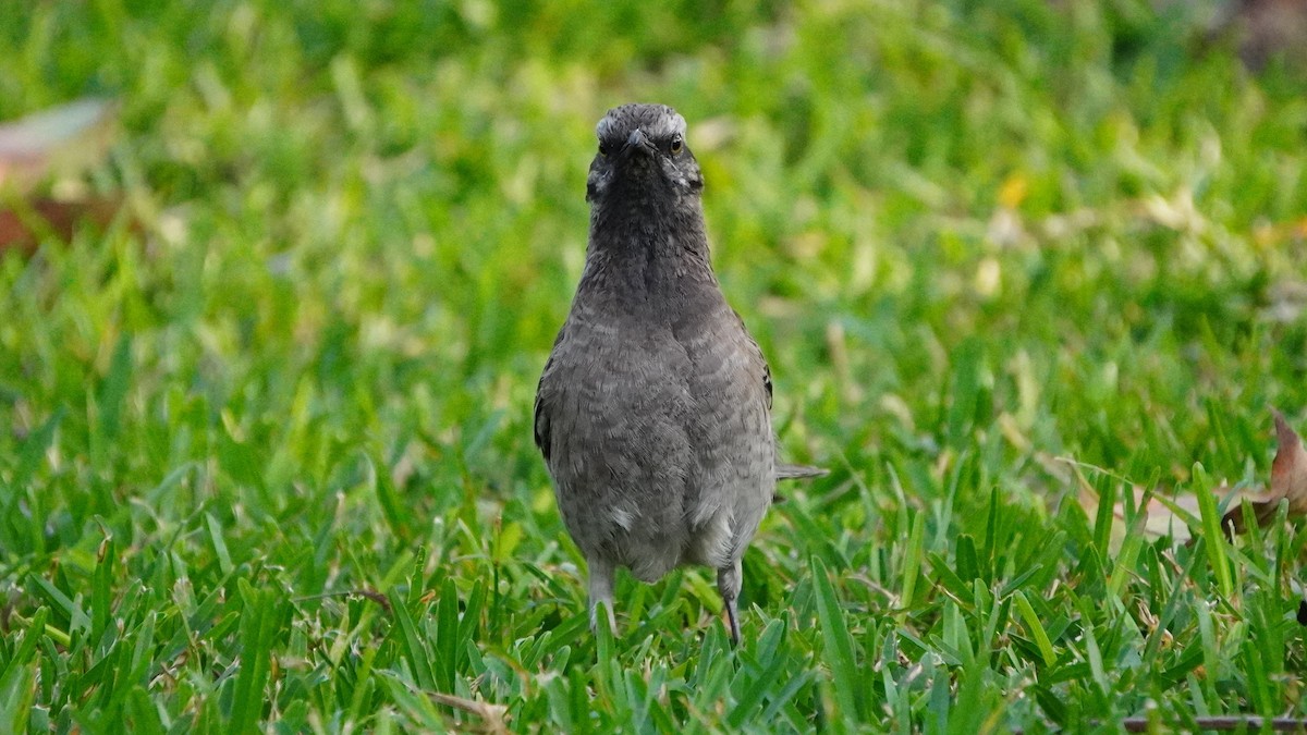 Long-tailed Mockingbird - ML646741419