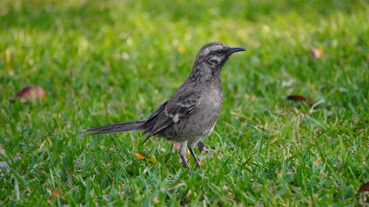 Long-tailed Mockingbird - ML646741420