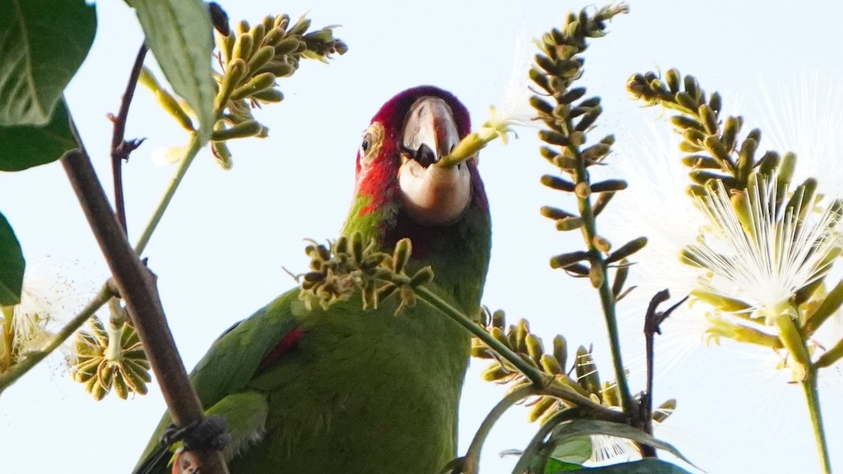 Red-masked Parakeet - ML646741423