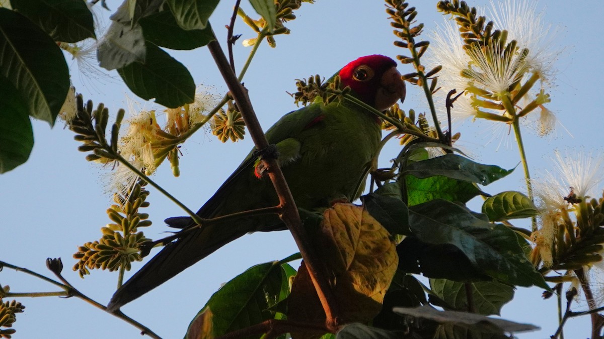 Red-masked Parakeet - ML646741424