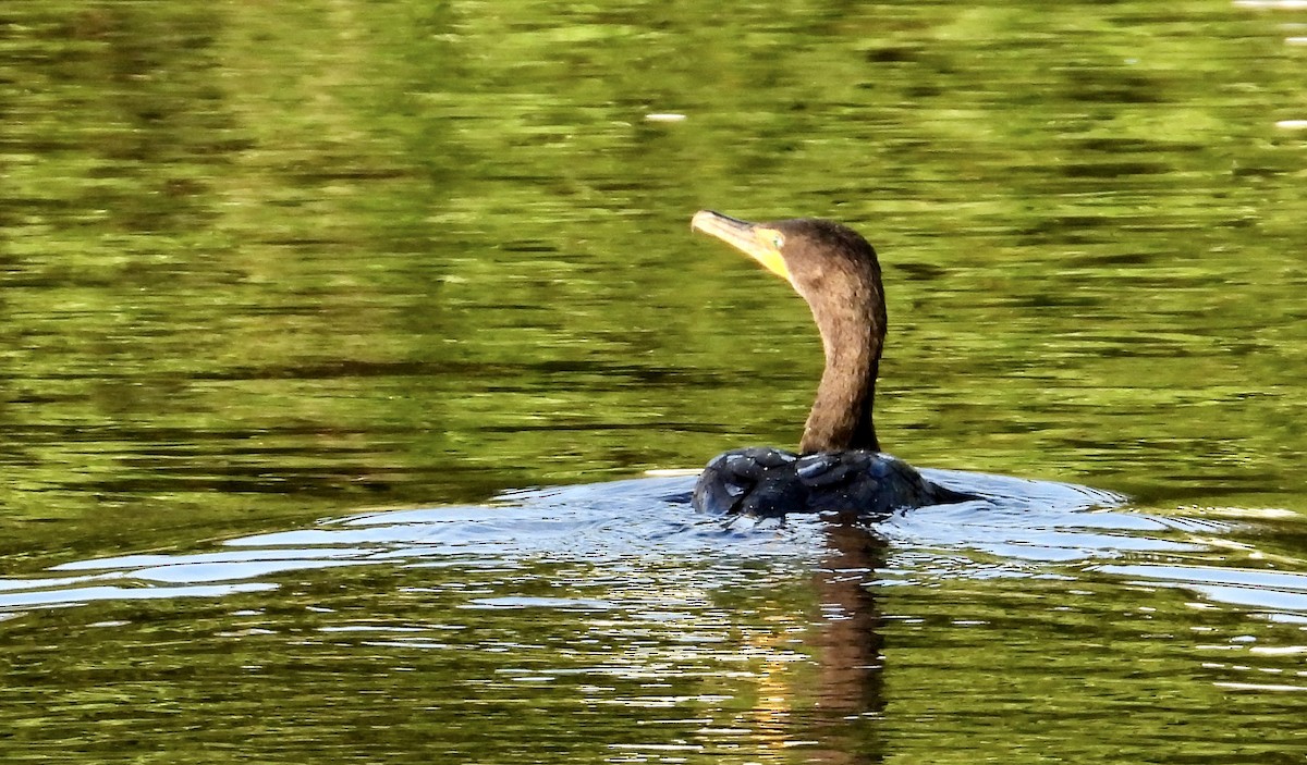 Double-crested Cormorant - ML646741425