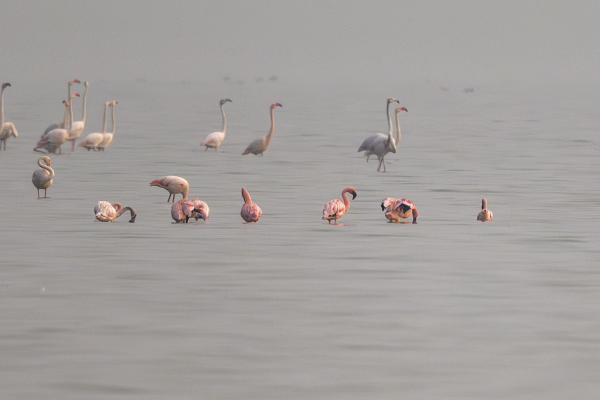 Lesser Flamingo - ML646741426