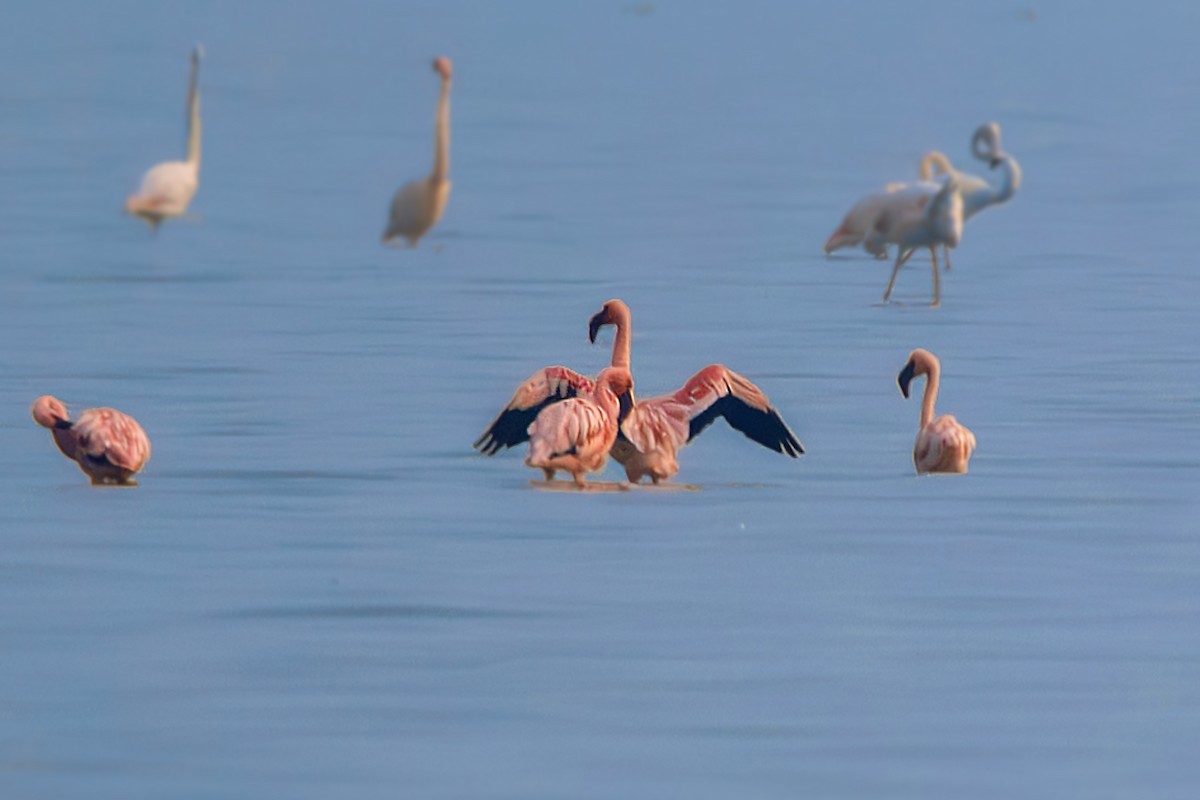 Lesser Flamingo - ML646741427