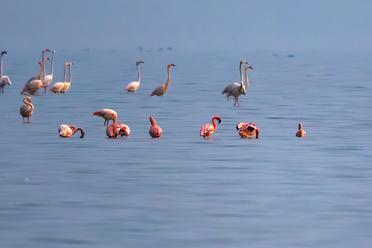 Lesser Flamingo - ML646741428