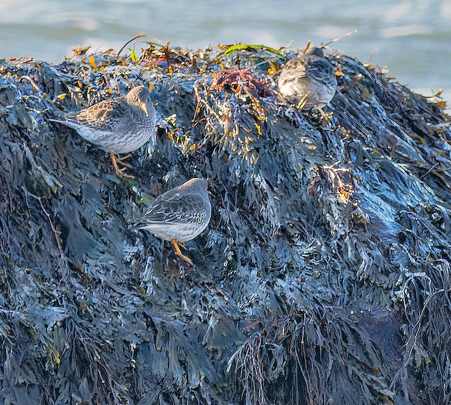 Purple Sandpiper - ML646741429
