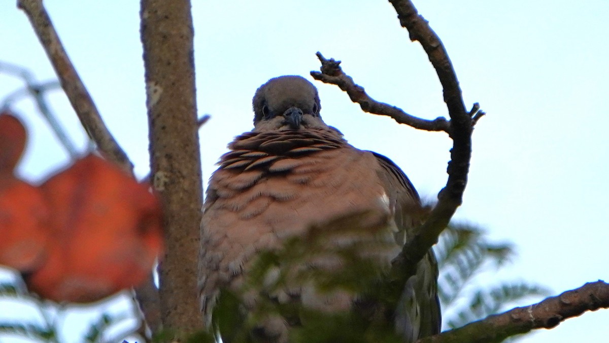 West Peruvian Dove - ML646741430