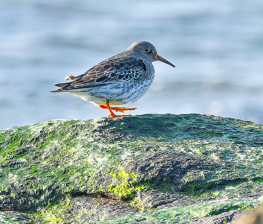 Purple Sandpiper - ML646741431