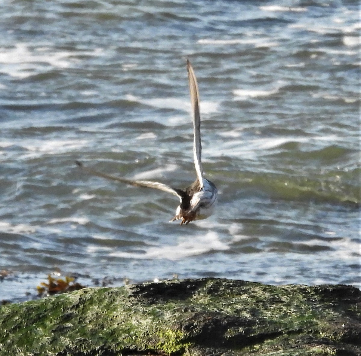 Purple Sandpiper - ML646741432
