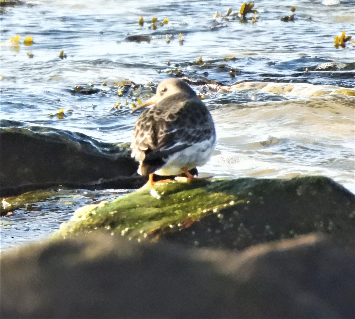 Purple Sandpiper - ML646741433