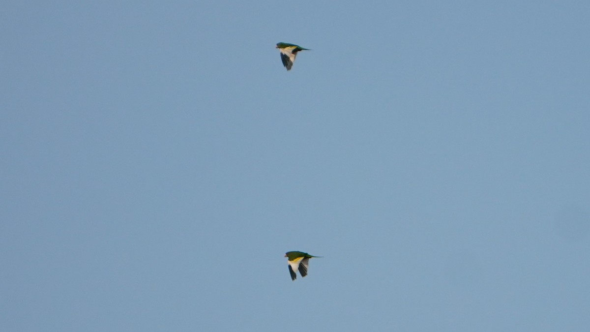 White-winged Parakeet - ML646741434