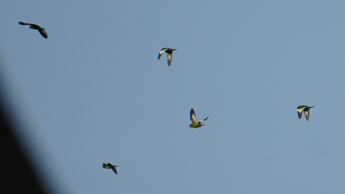 White-winged Parakeet - ML646741435