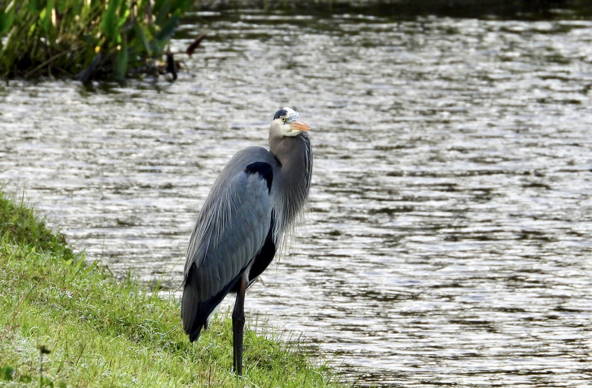 Great Blue Heron - ML646741436