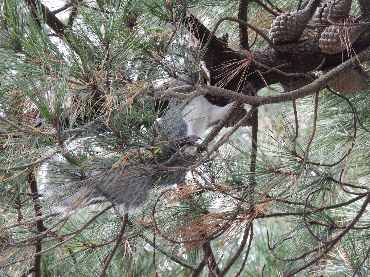 Western Gray Squirrel - ML646741437