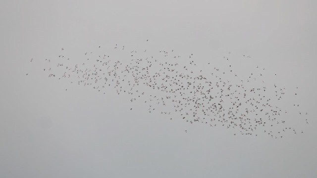 גיבתון שלג - ML646741440