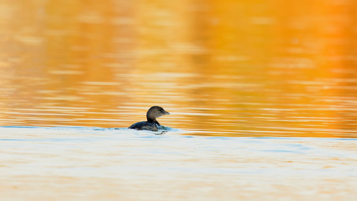 Pied-billed Grebe - ML646741441