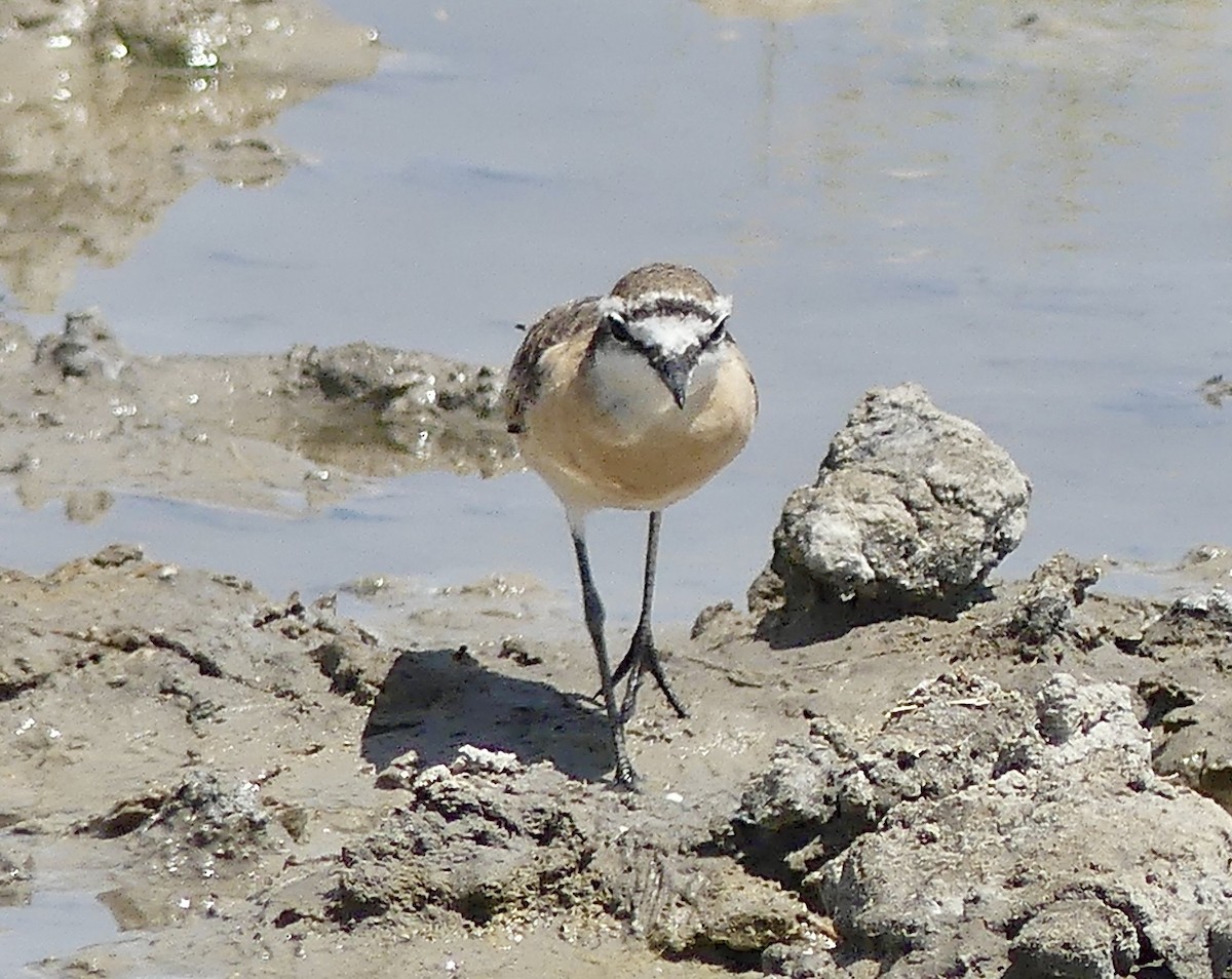 Kittlitz's Plover - ML646741442