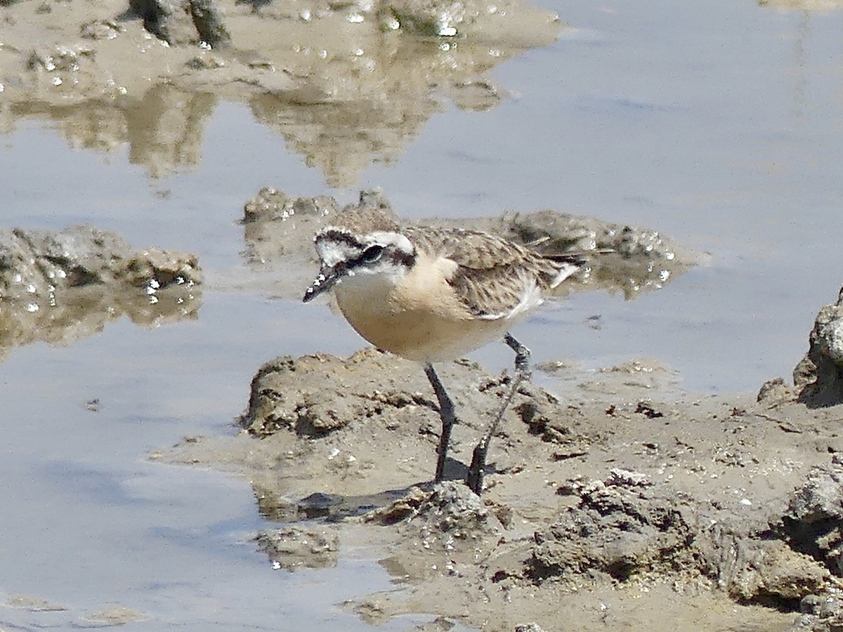 Kittlitz's Plover - ML646741443