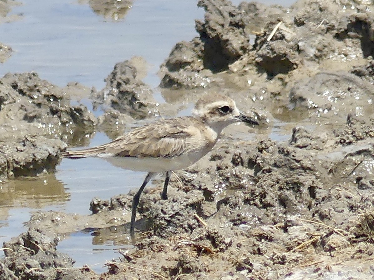 Kittlitz's Plover - ML646741444