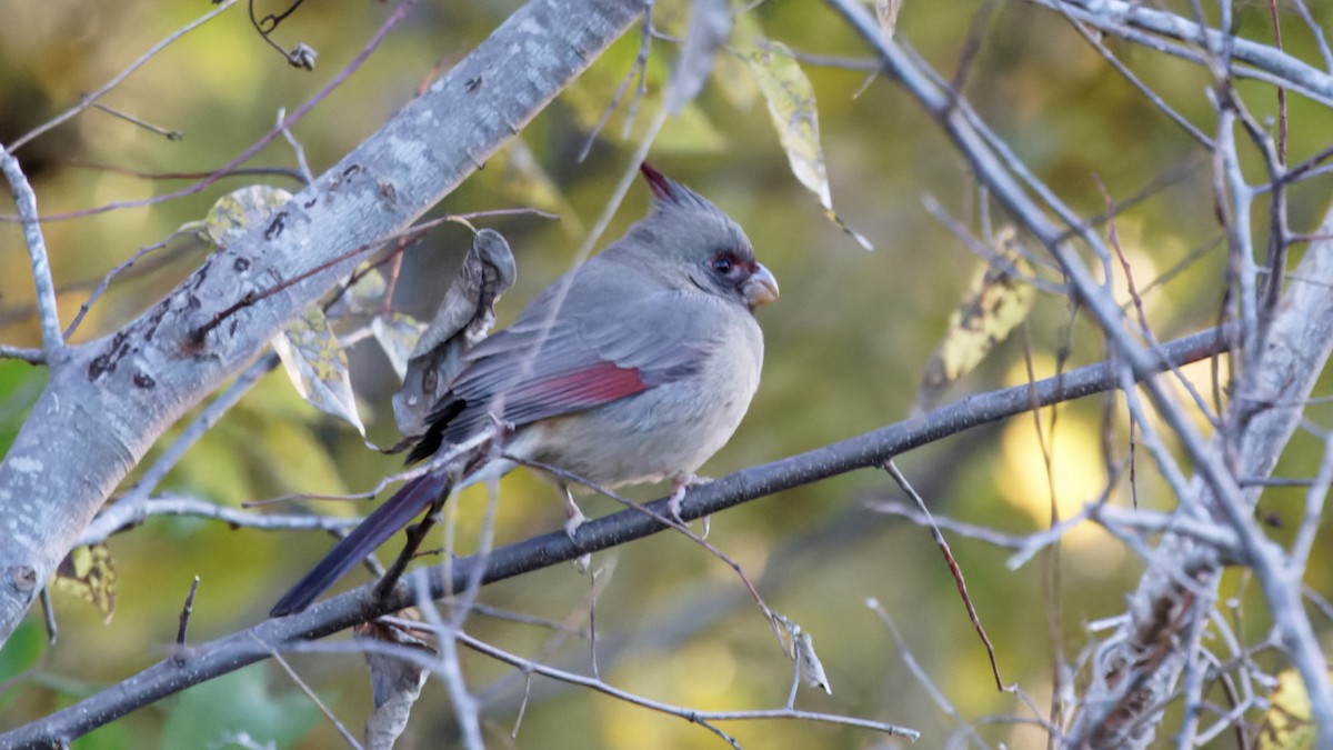ムネアカコウカンチョウ - ML646741445