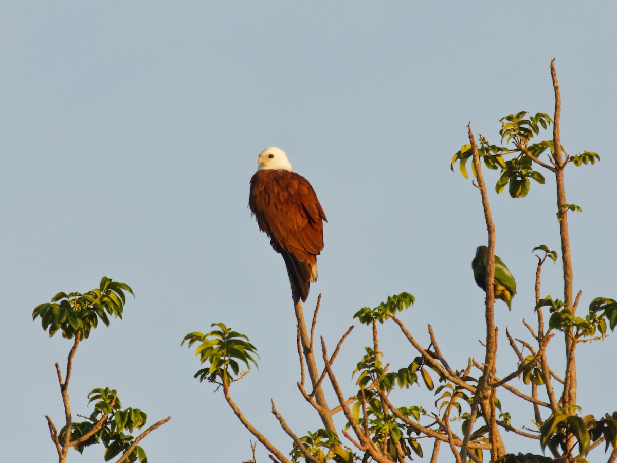 Brahminy Kite - ML646741446