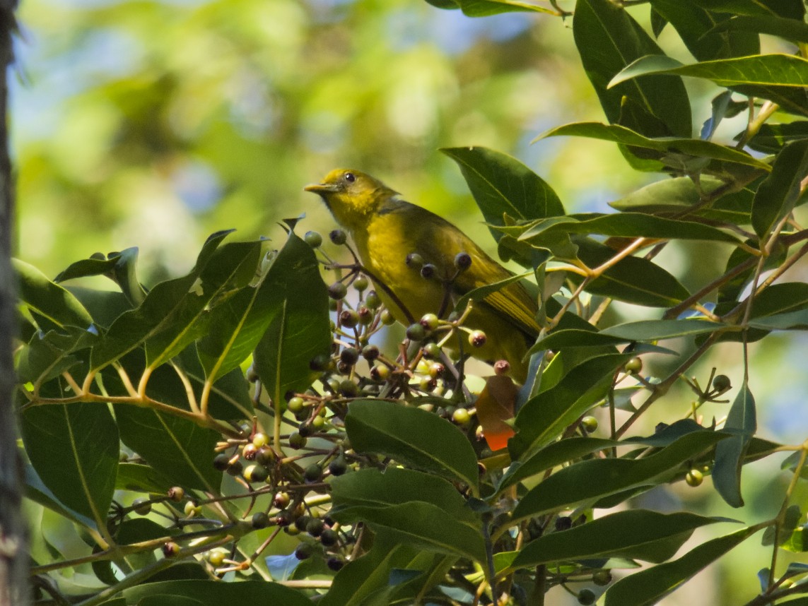 Halmahera Golden-Bulbul - ML646741447