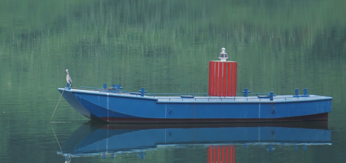 Héron cendré - ML646741448