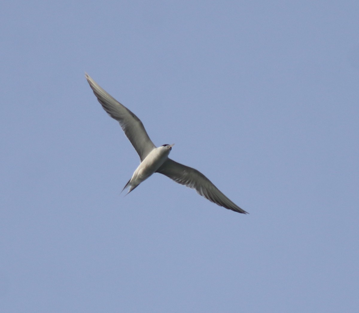 Common Tern - ML646741452