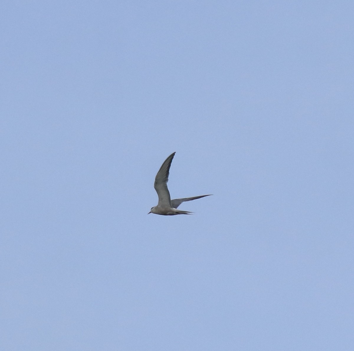 Common Tern - ML646741453