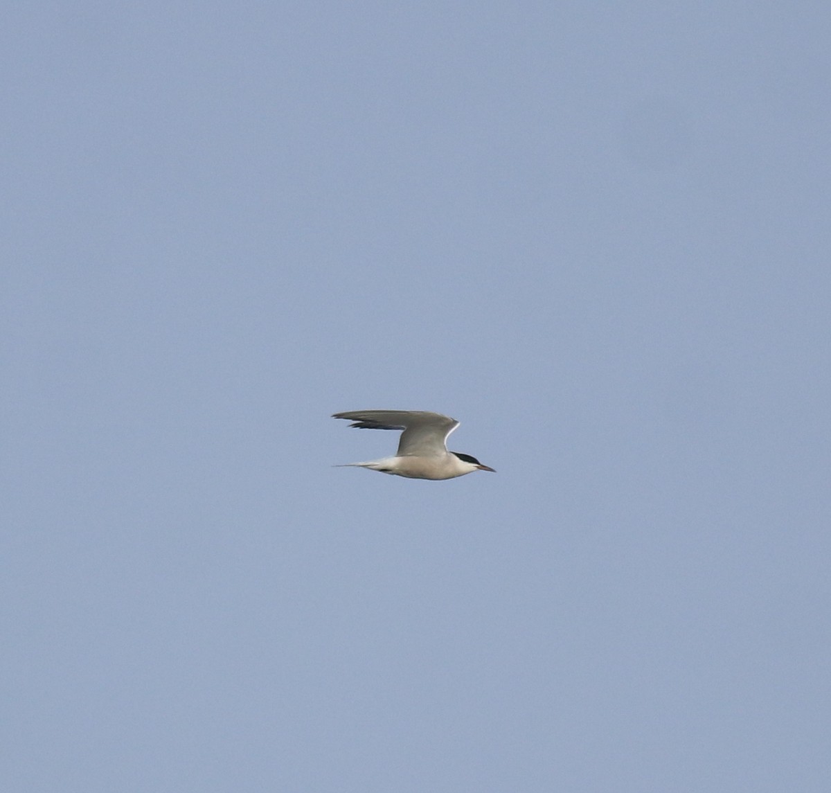Common Tern - ML646741454