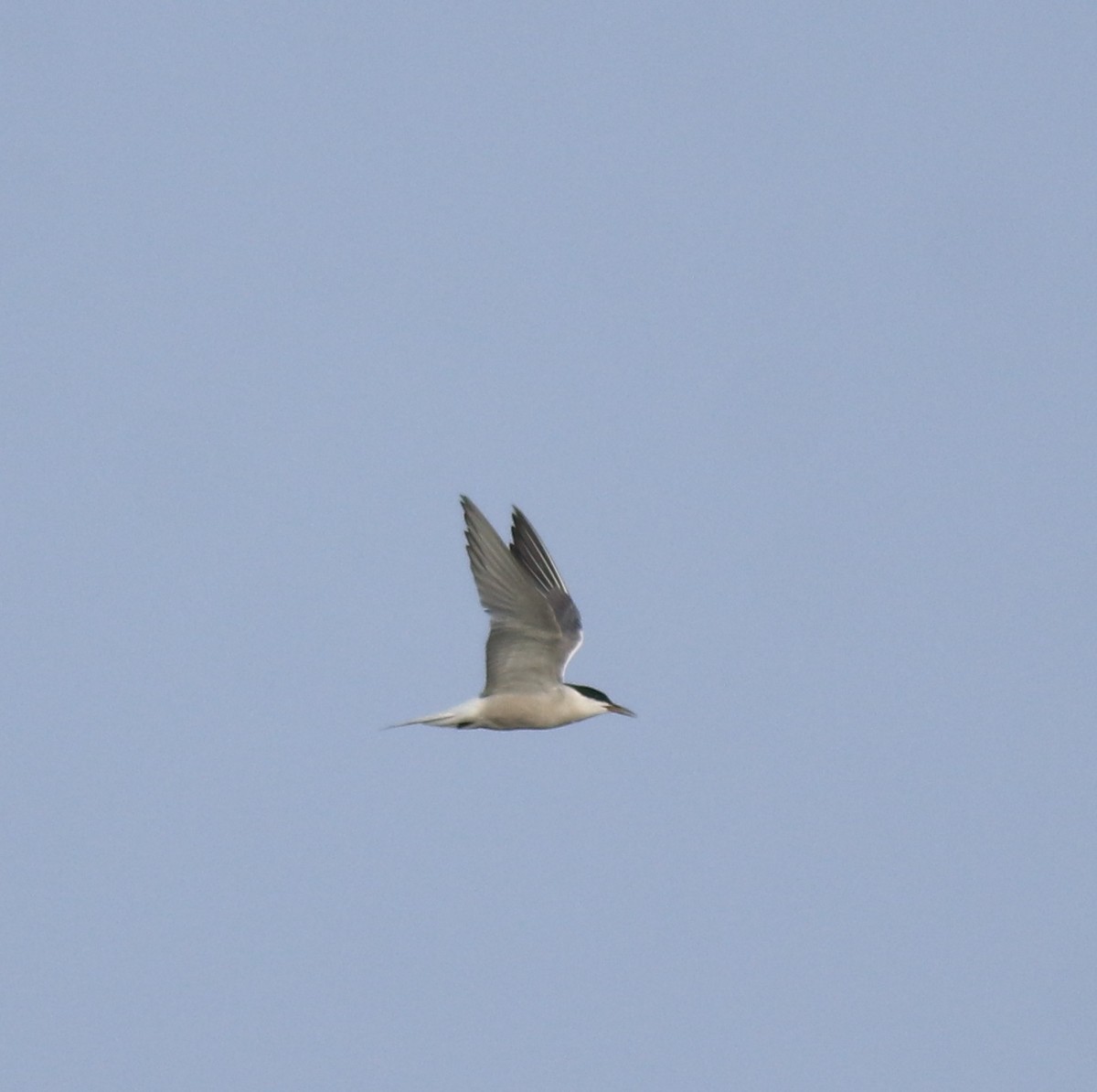 Common Tern - ML646741455