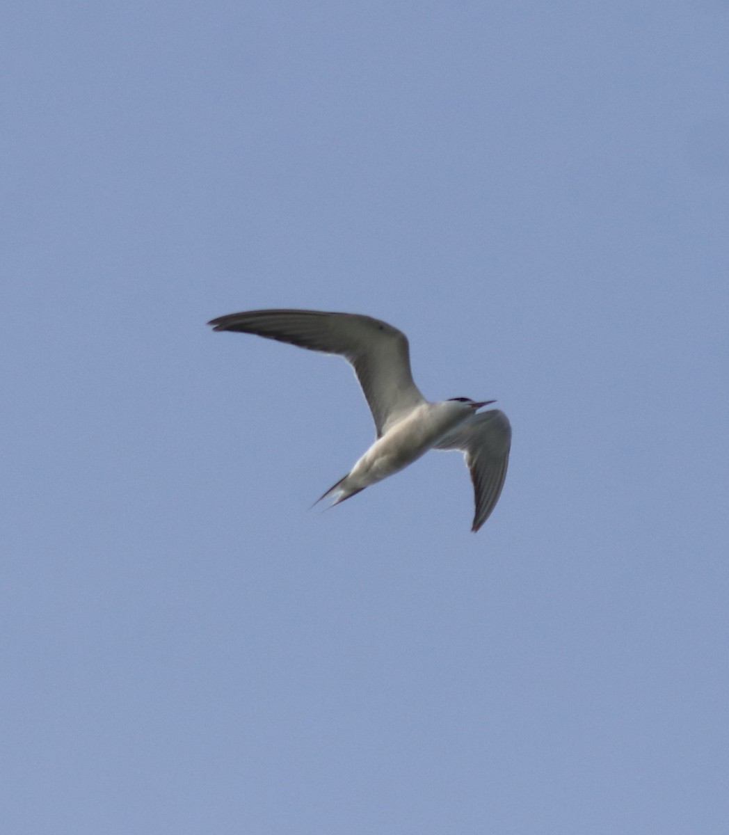 Common Tern - ML646741456