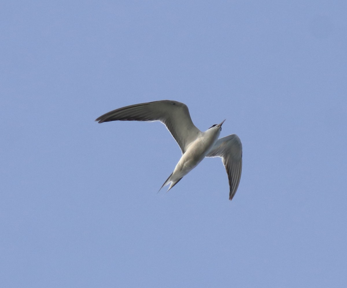 Common Tern - ML646741457