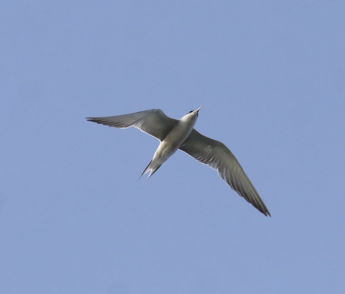 Common Tern - ML646741458