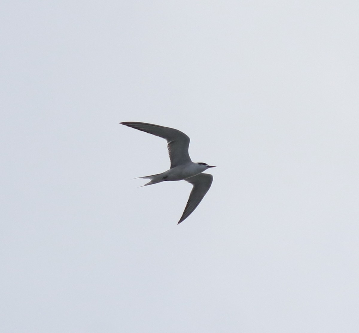Common Tern - ML646741459
