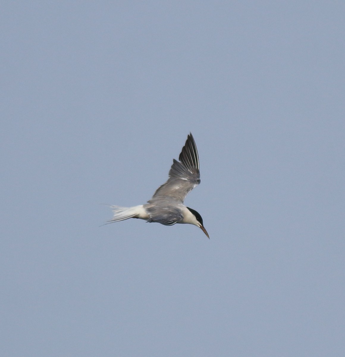 Common Tern - ML646741461
